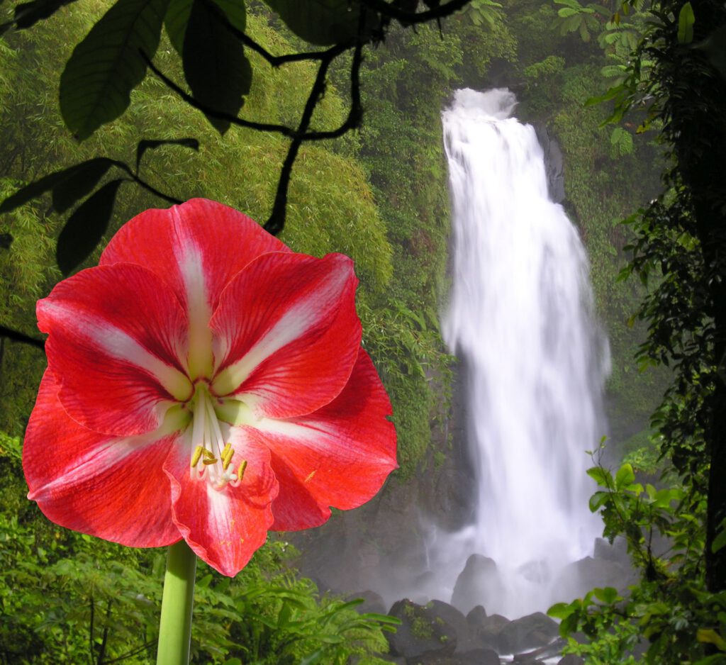 Amaryllis Flower with tropical waterfall background