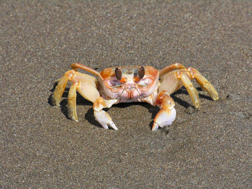 Beach Crab - Costa Rica