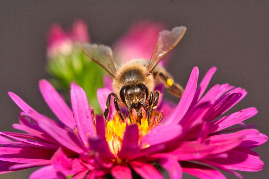 Bee sitting on a pink Flower
