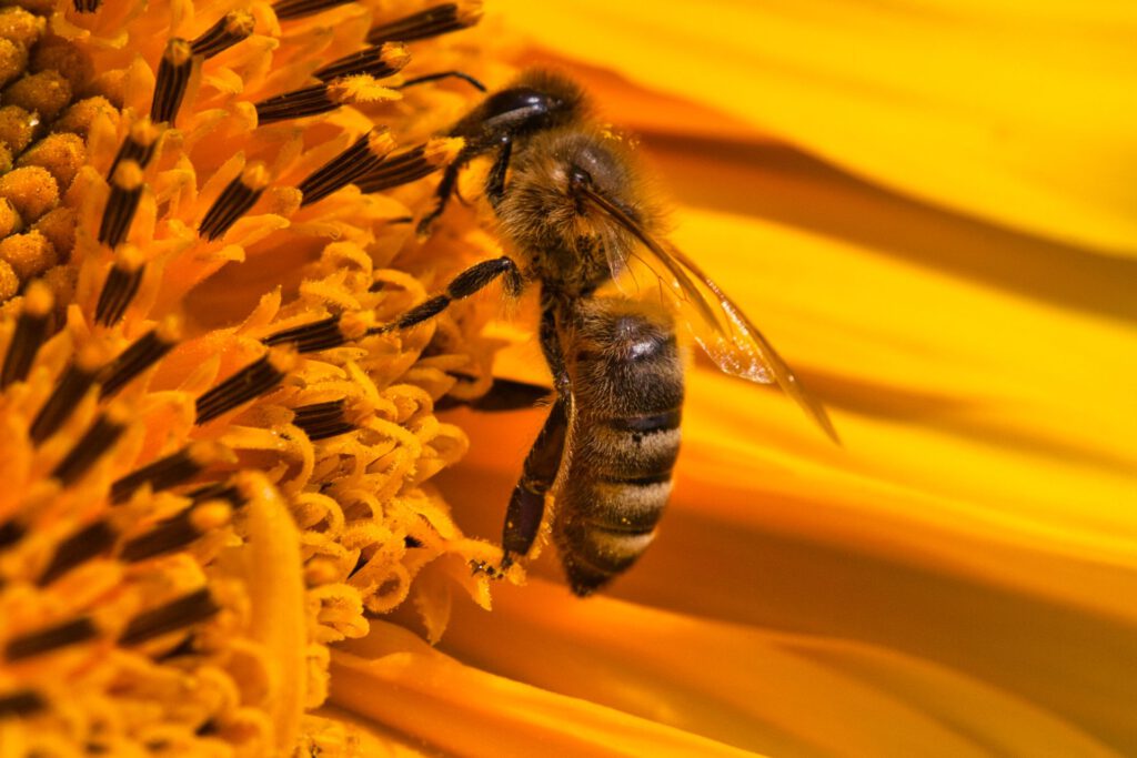 Bee sitting on a Sunflower