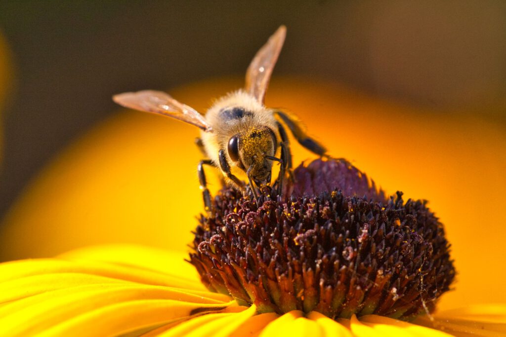 Bee sitting on a yellow Flower