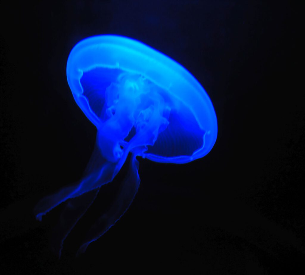 Blue Illuminated Jellyfish