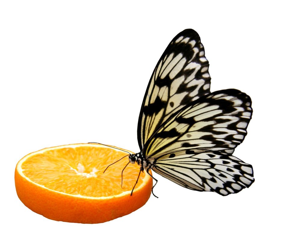 Butterfly sitting of an orange slice