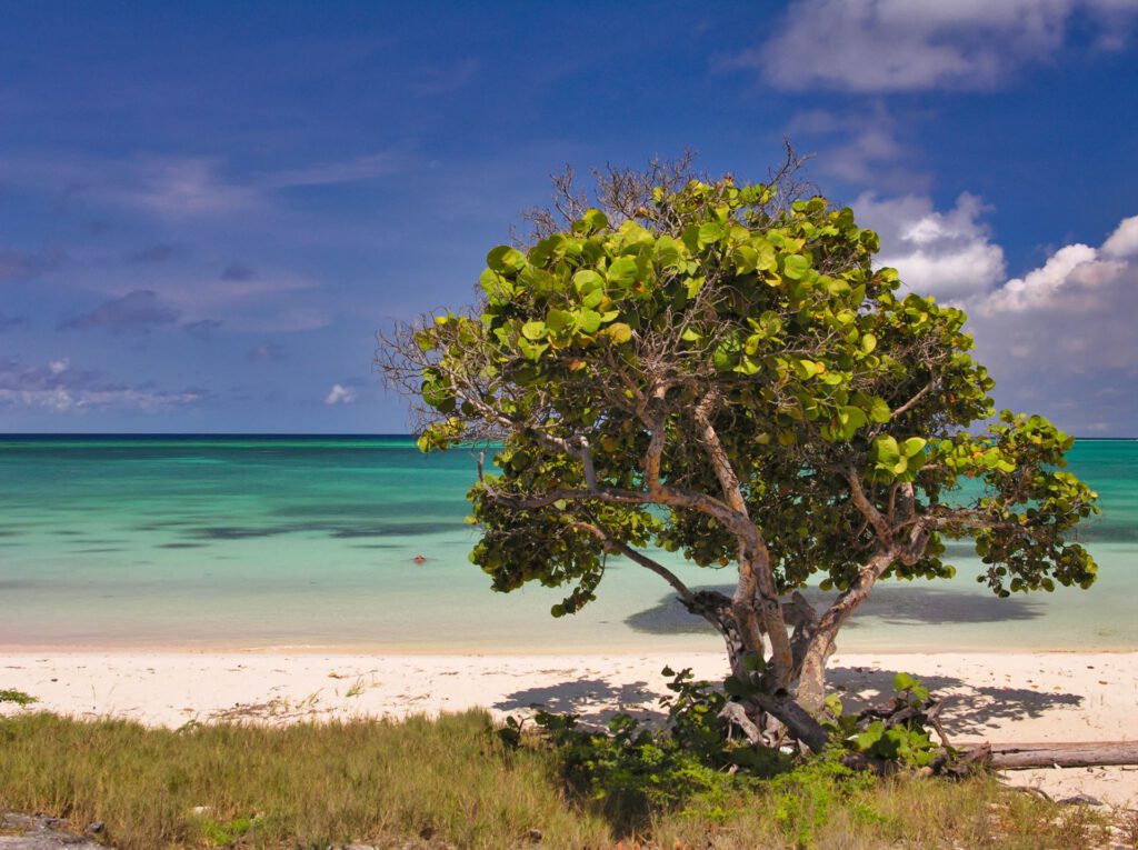 Caribbean - Aruba - Rodger's Beach and Tree