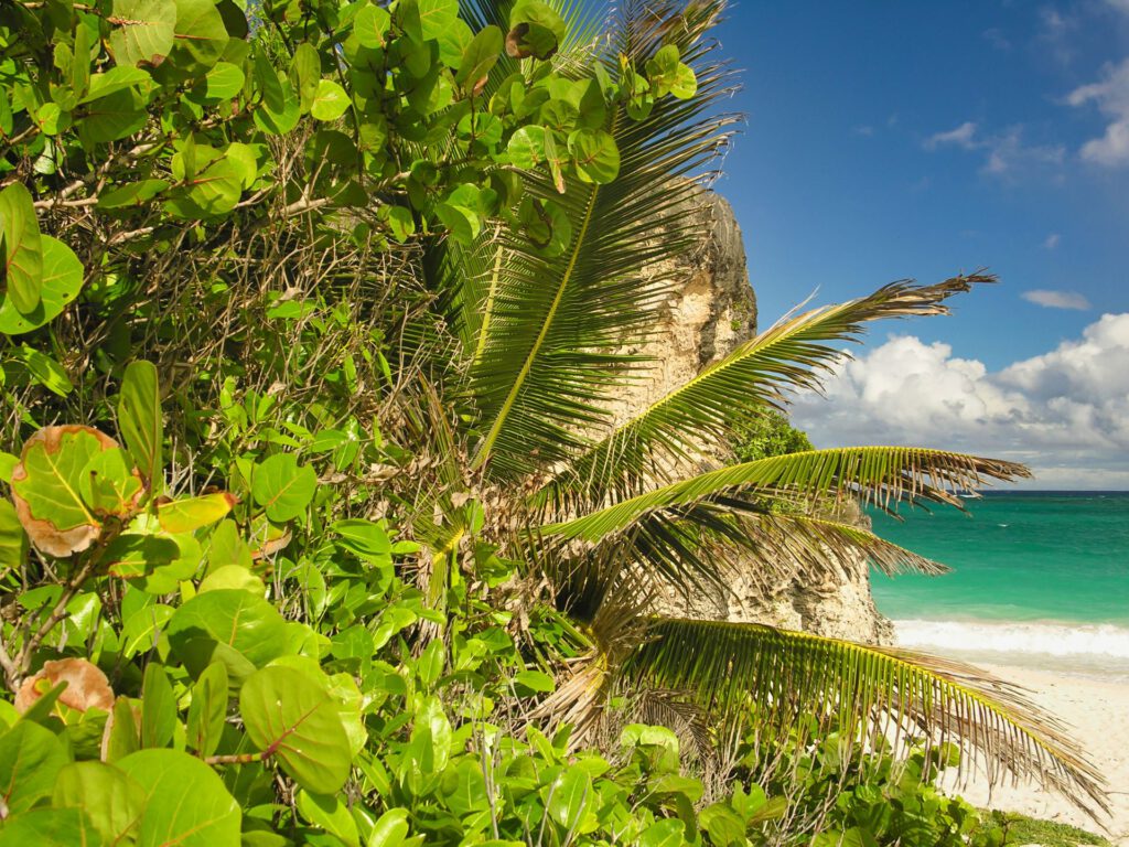 Caribbean - Barbados - Crane Beach