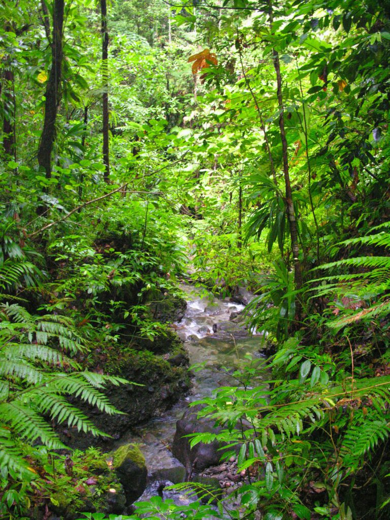 Caribbean - Dominica - Rain Forest