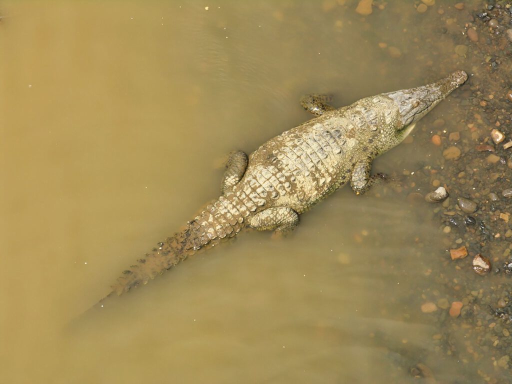 Central America - Costa Rica - River Crocodile