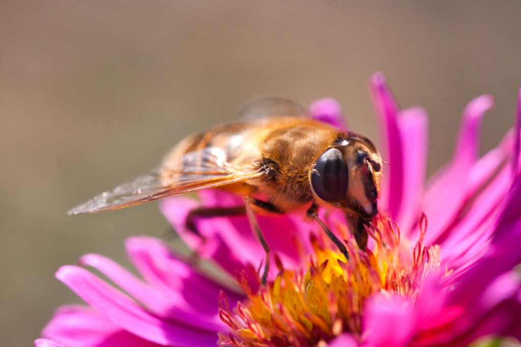 Fly sitting on a pink Flower