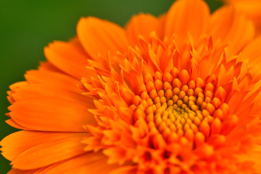 Orange Flower Closeup