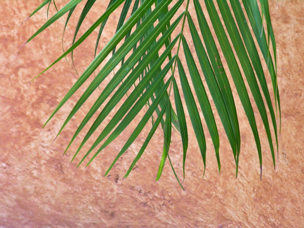 Palm Leaf in Front of a Mexican Wall - Mexico - Acapulco