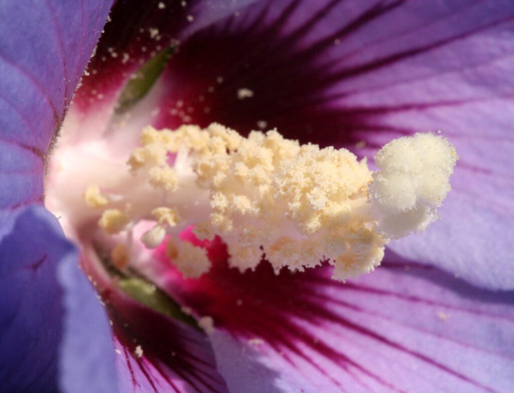 Pink Flower Bossom Close-up