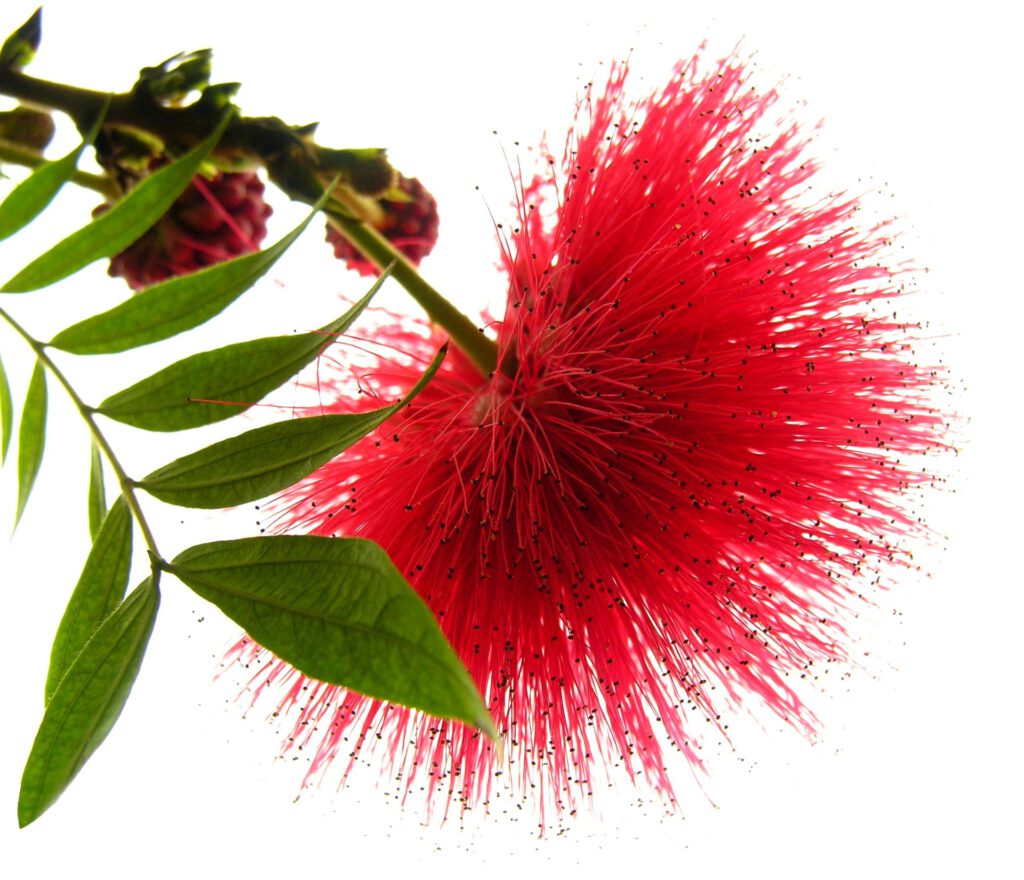 Red Calliandra Blossom