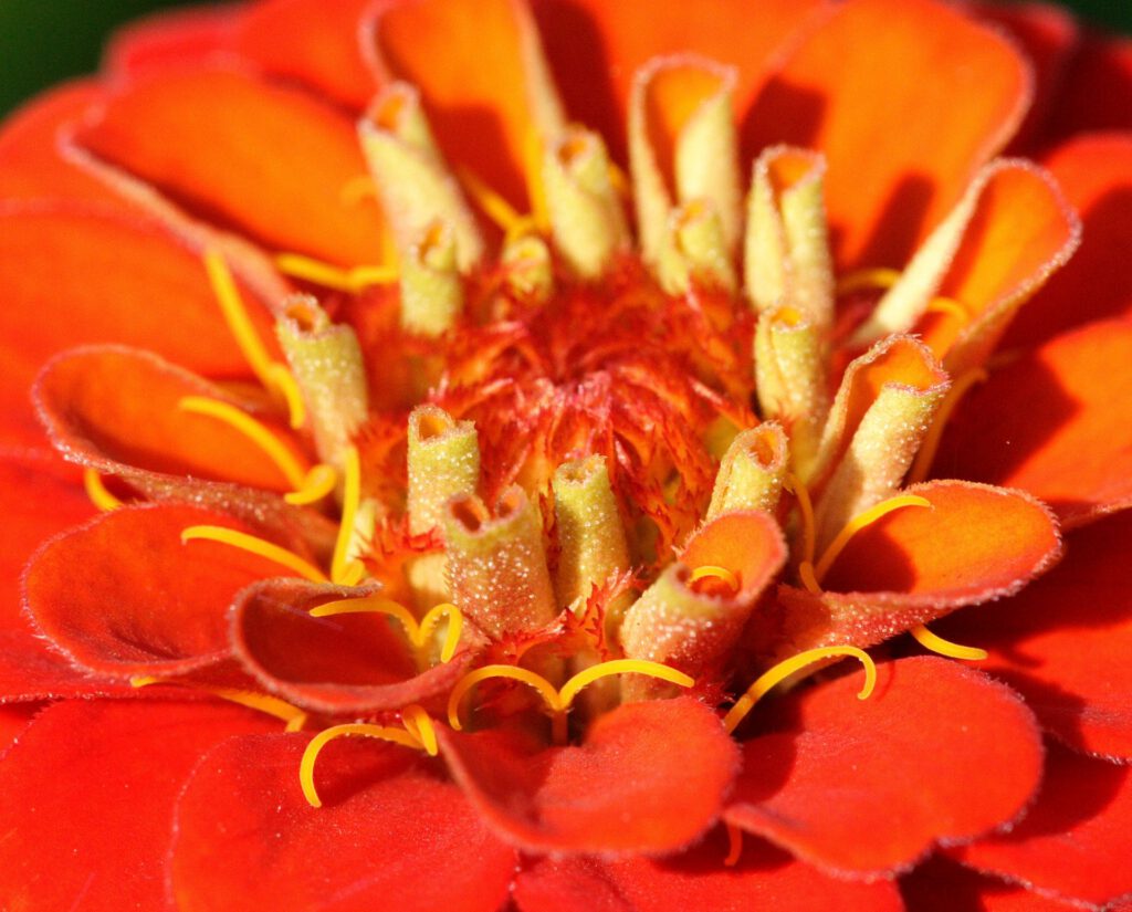 Red Flower Blossom Close-Up