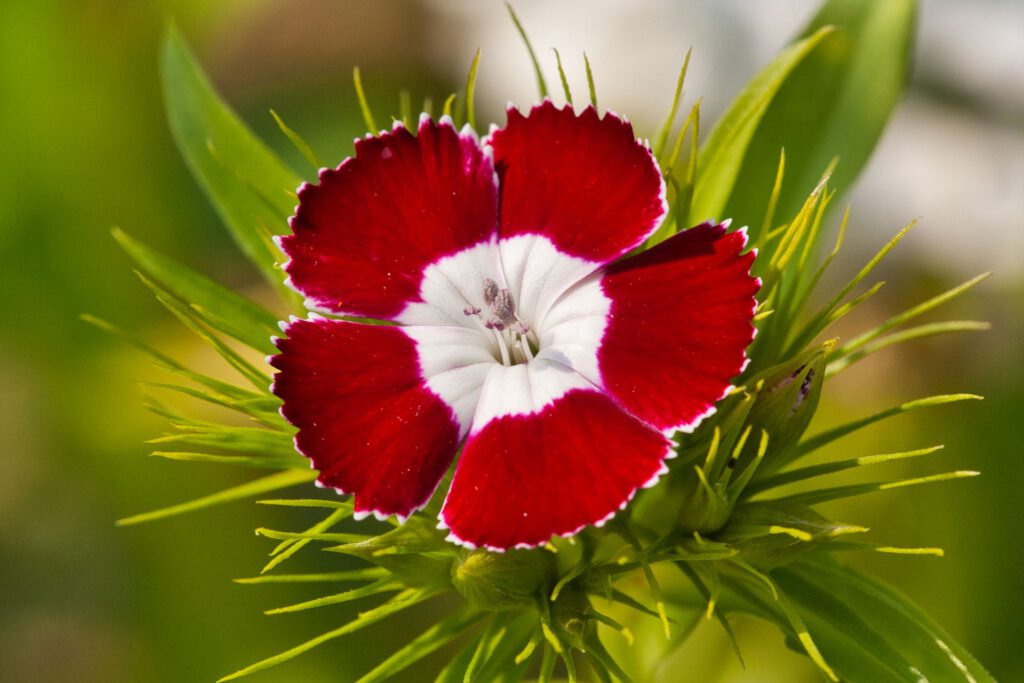 Red and White Flower
