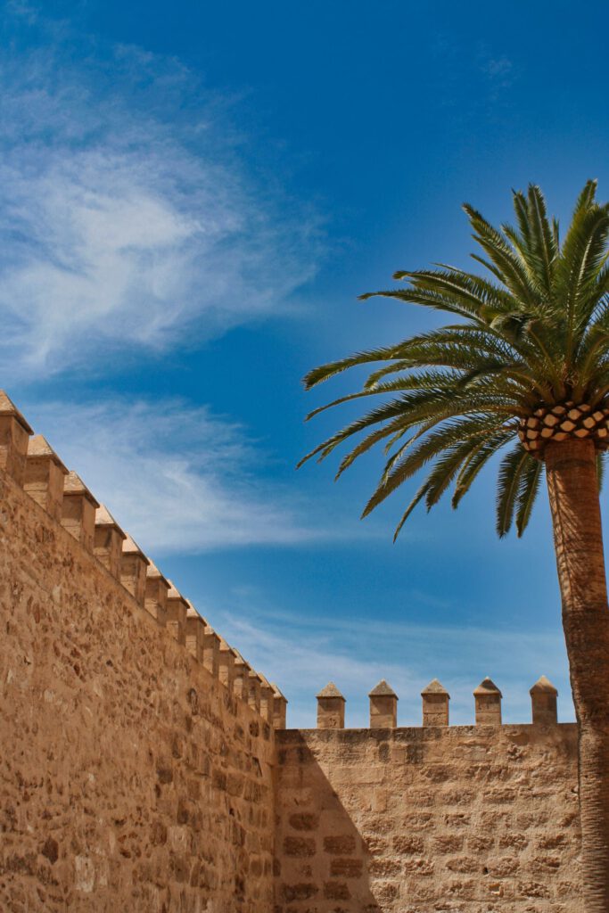 Spain - Mallorca - Palma - Palm Tree with Fortress Wall
