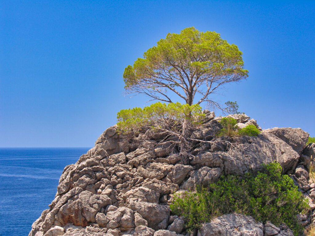 Spain - Mallorca - Sa Calobra - Single Tree on the Cliff