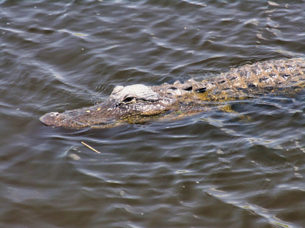 USA - Florida - Everglades - Swimming Alligator