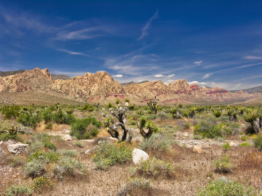 USA - Nevada - Las Vegas - Desert