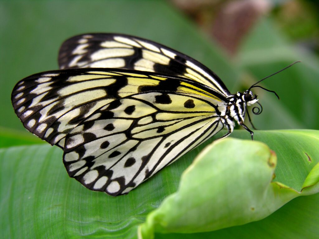 White Black Butterfly sitting on a leaf
