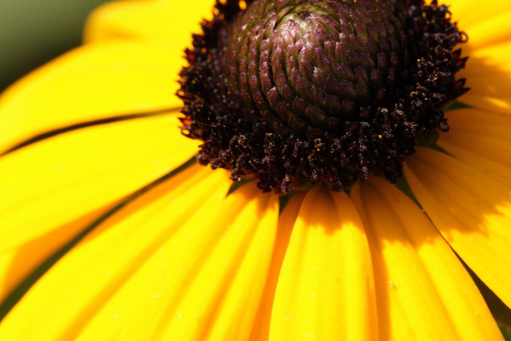 Yellow Flower Blossom Close-Up